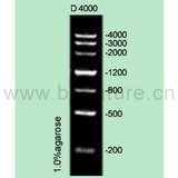 DNA Ladder D4000